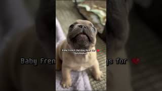 This Baby French Bulldog Will Melt Your Heart ❤️ shorts bulldog shiba puppy frenchbulldog [upl. by Hteb]