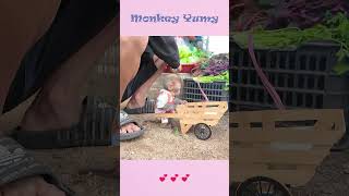 Monkey Yumy brings eggs to sell [upl. by Lana]