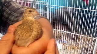 African Harlequin Quail [upl. by Morly]