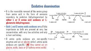 Amino acids deamination and L glutamate dehydrogenase [upl. by Percy]