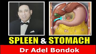 Spleen and Stomach Dr Adel Bondok Anatomy Channel [upl. by Olegnad]