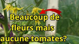 6 conseils pour optimiser vos récoltes de tomates  Identifier et corriger [upl. by Daegal]