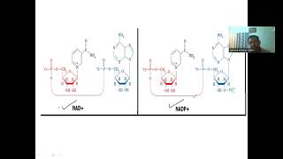 Nicotinamide adenine dinucleotidephosphate as cofactor cofactors biochemistry [upl. by Meghan]