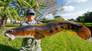 Most INVASIVE FISH in FloridaCatch Clean Cook Bullseye Snakehead [upl. by Ttoile]