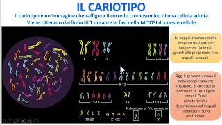 IL CARIOTIPO [upl. by Ahsim106]