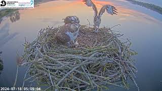 Glorious sunrise and a fish for the Ospreys breakfast [upl. by Callas629]