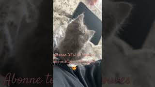 interstellar piano music movie soundtrack cat kitten bestdancerintheworld catlover chaton [upl. by Portia341]