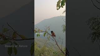 Rufous treepie Bird trendingshort trending short [upl. by Anaerol]