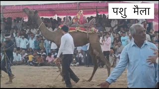 CAMEL DANCE  PASU MELA CAMEL DANCE  JOSWAL BROTHERS [upl. by Letnuahs]