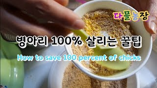 부화한 병아리 100 다 살리는 방법 How to save 100 percent of hatched chicks [upl. by Pettifer]