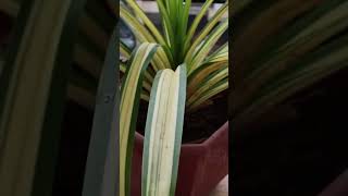 Pandanus veitchii  yellow with rain 🌧️gardening plants YouTube short video [upl. by Norval]