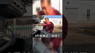 定做的袋子取回来了，开始打包装袋，老妈炸泡饼，后勤工作嘎嘎的 记录真实生活 农村生活 农村美食 [upl. by Barrada]