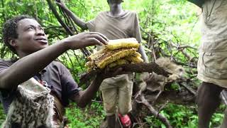 HADZABE HUNTERS HARVESTING HONEY IN THE BUSH WHILE ON A HUNT WHEN THEY ARE HUNGRY [upl. by Mcclary552]