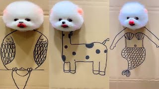 Tik Tok Chó Phốc Sóc Mini 😍 Funny and Cute Pomeranian 270 [upl. by Trevorr]