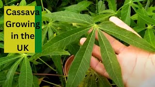 Cassava Growing in the UK [upl. by Maje870]