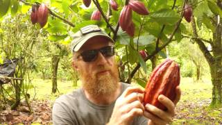 Making Chocolate Cacao Tree To Chocolate Bar [upl. by Sadnac]