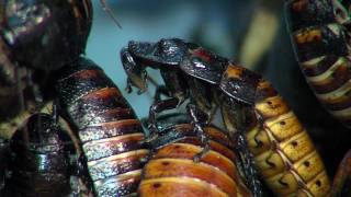 Zoo View Hissing Cockroach  Cincinnati Zoo [upl. by Dagmar]