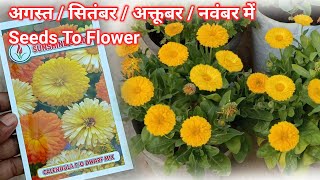 Calendula बीज सितंबर मे लगाए With Flower Update  Calendula Flower Seed Growing at Home  Calendula [upl. by Saundra]