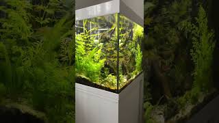 Eheim Vivaline 150 l  The Aqua Cube [upl. by Noiztneb]