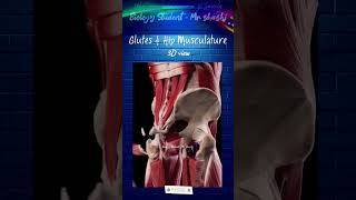 Glutes amp Hip Musculature shortsfeed shorts trendingviralshortsbiologyytshorts Mrshashiraj [upl. by Uund]