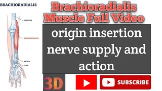 Brachioradialis Muscle Full Video Origin Insertion Nerve Supply And Action [upl. by Sperry353]