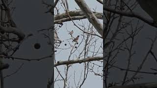 video 5 t cell storm San Ramon CA [upl. by Teodor]