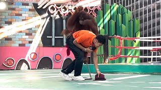 Orangutan Kickboxing Show Meet the Red Corner Orangutan Fighter [upl. by Marnia]