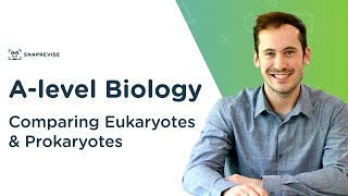 Comparing Eukaryotes amp Prokaryotes  Alevel Biology  OCR AQA Edexcel [upl. by Ewolram]