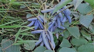 Decaisnea fargesii Strange Blue Sausage Fruit [upl. by Llertram]