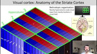 Introduction to Cognitive Neuroscience Session 42 Neural basis of visual processing cortex [upl. by Adall]