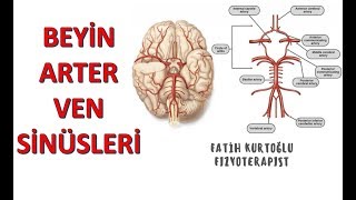 Beyin ArterVenSinüs  ANATOMİ SİSTEMLER KONU ANLATIMI 10 [upl. by Niltak]