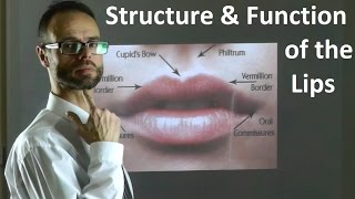 Role of the Structure amp Shape of Upper amp Lower Lips in Facial Attractiveness amp Beauty by Dr Mike Mew [upl. by Gneh]