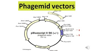 Phagemid vectors [upl. by Taffy]