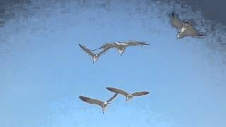 Vol de pigeonsFlight of pigeons vidéo instrumental music026 [upl. by Enyleve]