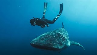 L’Odyssée des monstres marins  Documentaire [upl. by Ane789]