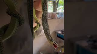 GET THIS SNAKE OUT OF MY HOUSE shorts flyingsnake snake [upl. by Zinn]