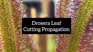 Drosera Leaf Cutting Propagation  Quick and Easy Ways to Propagate Your Sundews [upl. by Ader]