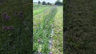 Hundred Purple Verbena Flowers on the Farm Gardening [upl. by Demmer]