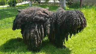 This DOG Is AGAIN NEGLECTED and MATTED [upl. by Lajes]