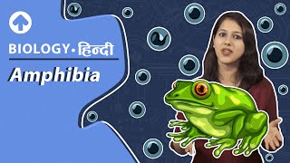 Amphibia  Hindi  Biology [upl. by Felipa]