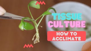 TISSUE CULTURE 101  A guide and howto acclimate tissue culture plants at home [upl. by Phoebe599]