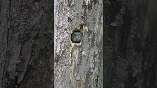 ScreechOwl at Ottawa NWR birdwatching nature wildlife birds [upl. by Buehrer]