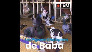 Baba est millionnaire grâce à ces pigeons Pourtant les gens se moquaient de lui à ses débuts 🇸🇳 [upl. by Aleyam]