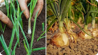 onion growing guide from sowing to harvesting step by step [upl. by Ietta]