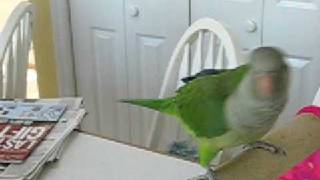 Pico the Quaker parrot talking with the echo of a lovebird [upl. by Sherri]