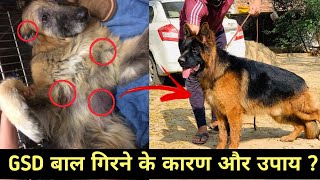 German shepherd hair fall  GSD के बाल गिरने के कारण और उपाय   German shepherd skin problem [upl. by Eillehs]