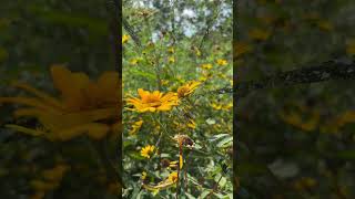 🌼CloseUp of These Gorgeous Golden Coneflowers 🌼 Shorts Coneflower Echinacea flower garden [upl. by Nessy868]