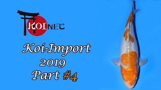 KoiImport 2019 4 [upl. by Teddy490]