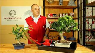 Cuidados y Consejos Bonsái Citrus  Mistral Bonsai [upl. by Nolita]