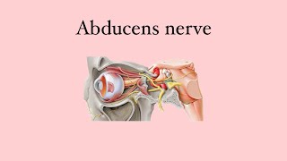 Anatomy of the eye Abducens nerve [upl. by Eihpos196]